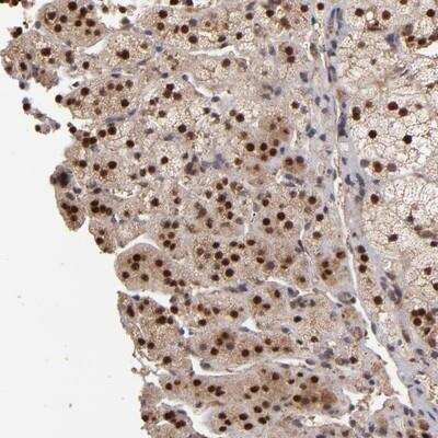 Immunohistochemistry-Paraffin: EAPP Antibody [NBP1-88579]