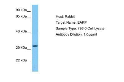 Western Blot: EAPP Antibody [NBP2-82964]