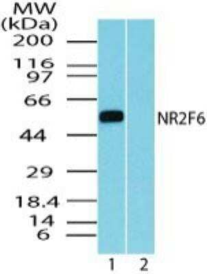 Western Blot: EAR2/NR2F6 Antibody [NBP2-24510]