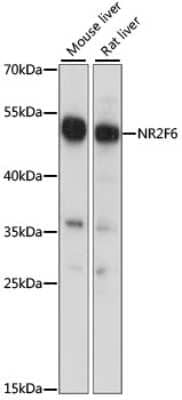 Western Blot: EAR2/NR2F6 AntibodyAzide and BSA Free [NBP2-92225]