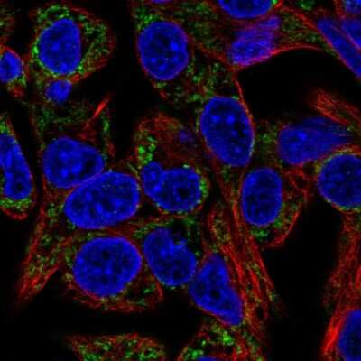 Immunocytochemistry/ Immunofluorescence: EARS2 Antibody [NBP1-91856]