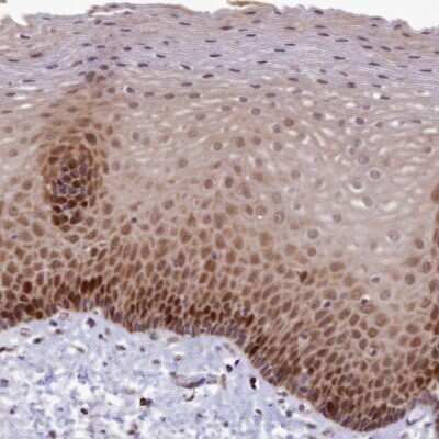 Immunohistochemistry-Paraffin: EARS2 Antibody [NBP1-91857]