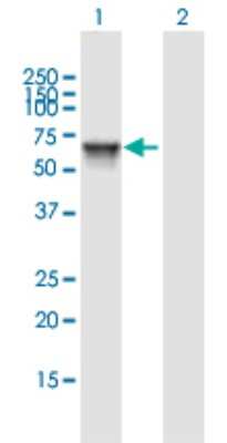 Western Blot: EARS2 Antibody [H00124454-B01P]