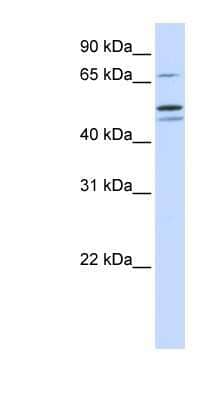 Western Blot: EARS2 Antibody [NBP1-56400]