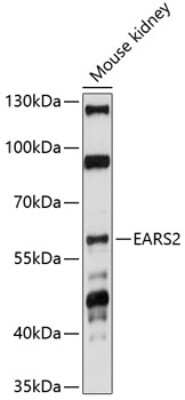 Western Blot: EARS2 AntibodyAzide and BSA Free [NBP3-05027]