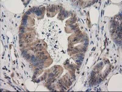 Immunohistochemistry-Paraffin: EB2 Antibody (OTI1F3) [NBP2-00714]