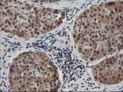 Immunohistochemistry-Paraffin: EB2 Antibody (OTI1F3) [NBP2-00714]