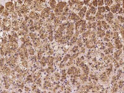 Immunohistochemistry-Paraffin: EB2 Antibody [NBP2-98106]