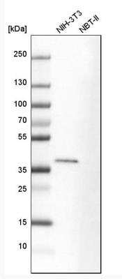 Western Blot: EB2 Antibody [NBP1-84926]