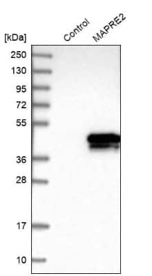 Western Blot: EB2 Antibody [NBP1-84927]