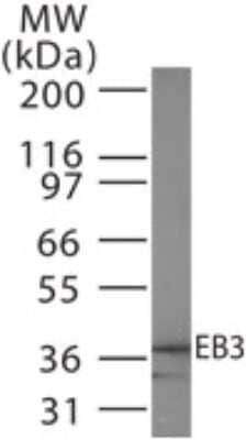 Western Blot: EB3 Antibody [NB100-56441]