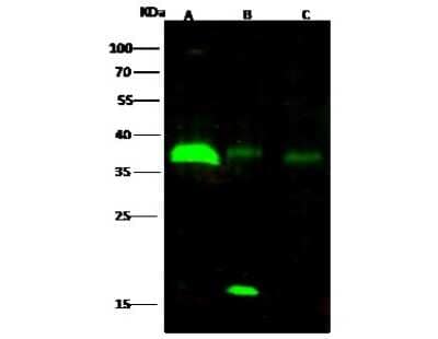 Western Blot: EBAG9/RCAS1 Antibody (019) [NBP2-90266]