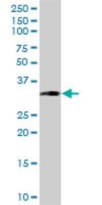 Western Blot: EBAG9/RCAS1 Antibody (4A10) [H00009166-M04]