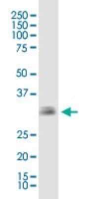 Western Blot: EBAG9/RCAS1 Antibody (4A10) [H00009166-M04]