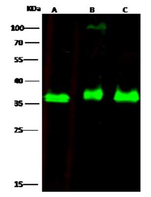 Western Blot: EBAG9/RCAS1 Antibody [NBP3-00242]