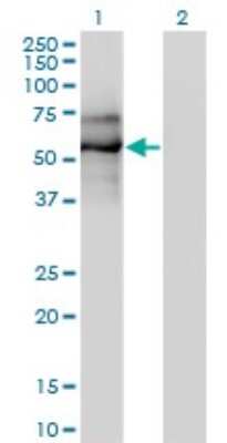 Western Blot: EBF-1 Antibody (1C12) [H00001879-M01J]