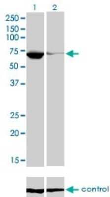 Western Blot: EBF-1 Antibody (1G8) [H00001879-M02]