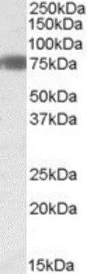 Western Blot: EBF-1 Antibody [NBP1-28471]