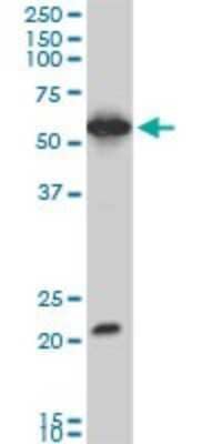 Western Blot: EBF-3 Antibody (1G3) [H00253738-M06]