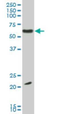 Western Blot: EBF-3 Antibody (1G3) [H00253738-M06]