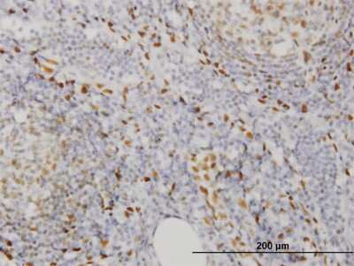 Immunohistochemistry-Paraffin: EBF-3 Antibody (8D6) [H00253738-M05]