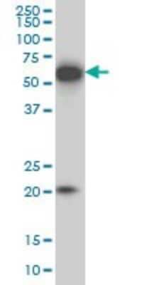 Western Blot: EBF-3 Antibody (8D6) [H00253738-M05]