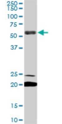 Western Blot: EBF-3 Antibody (8D6) [H00253738-M05]