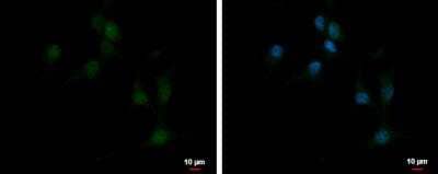 Immunocytochemistry/ Immunofluorescence: EBF-3 Antibody [NBP2-16254]