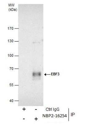 Immunoprecipitation: EBF-3 Antibody [NBP2-16254]