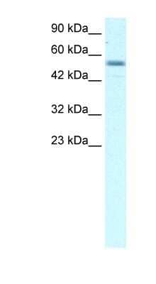 Western Blot: EBF-3 Antibody [NBP1-79982]