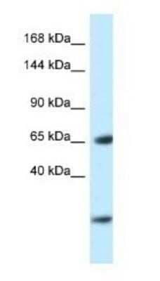 Western Blot: EBF-3 Antibody [NBP1-82378]