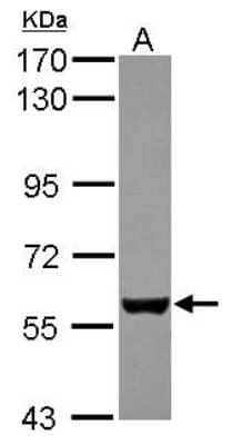 Western Blot: EBF-3 Antibody [NBP2-16254]