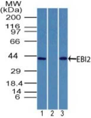 Western Blot: EBI2/GPR183 Antibody [NBP2-27352]