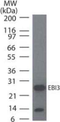 Western Blot: EBI3 Antibody (10J706)Azide and BSA Free [NBP2-80704]