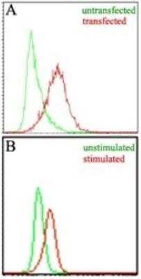 Flow Cytometry: EBI3 Antibody (10J763) - Azide and BSA Free [NBP2-80705]