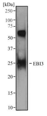 Western Blot: EBI3 Antibody (10J763)Azide and BSA Free [NBP2-80705]