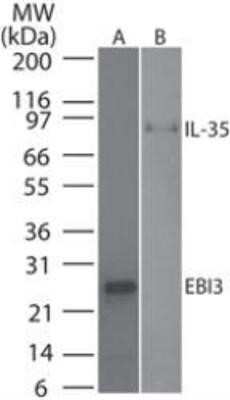 Western Blot: EBI3 Antibody (10J763)Azide and BSA Free [NBP2-80705]