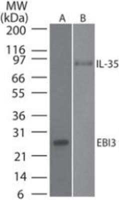 Western Blot: EBI3 Antibody (10J803)Azide and BSA Free [NBP2-80706]