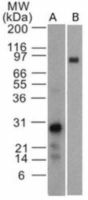 Western Blot: EBI3 Antibody (42N1G4)Azide and BSA Free [NBP2-80710]