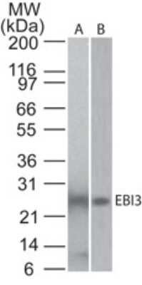 Western Blot: EBI3 Antibody (5P10D3)Azide and BSA Free [NBP2-80709]