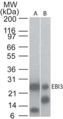 Western Blot: EBI3 Antibody (5P6G8)Azide and BSA Free [NBP2-80708]