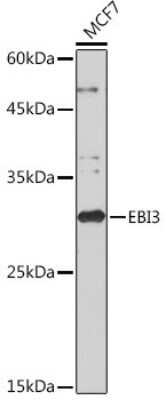 Western Blot: EBI3 Antibody (9J1H4) [NBP3-15735]