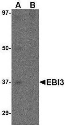 Western Blot: EBI3 AntibodyBSA Free [NBP1-76976]