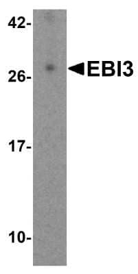 Western Blot: EBI3 AntibodyBSA Free [NBP1-76976]