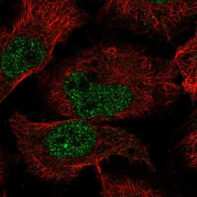 Immunocytochemistry/ Immunofluorescence: EBLN2 Antibody [NBP2-56352]