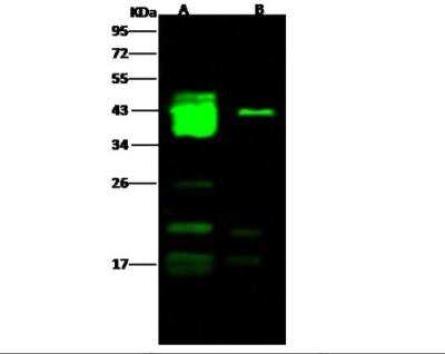Western Blot: EBOV GP1 Antibody [NBP3-05820]