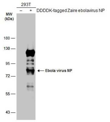 Western Blot: EBOV Nucleoprotein Antibody [NBP3-13339]