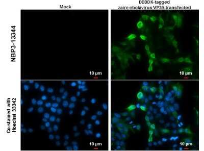Immunocytochemistry/ Immunofluorescence: EBOV VP30 protein Antibody [NBP3-13344]