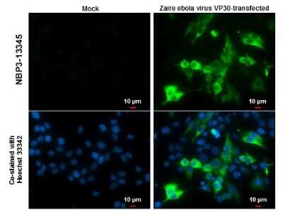 Immunocytochemistry/ Immunofluorescence: EBOV VP30 protein Antibody [NBP3-13345]