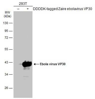 Western Blot: EBOV VP30 protein Antibody [NBP3-13343]